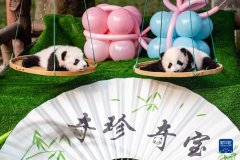 重庆动物园大熊猫“奇珍”“奇宝”正式对外展出
