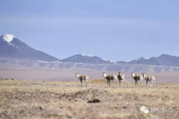 2016年3月11日，在可可西里地区拍摄的藏羚羊。新华社记者 吴刚 摄